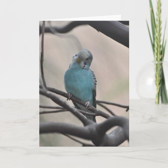 Budgie Wonder über Sie - Framework Art Card Karte (Vorderseite)