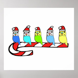 Budgien - Weihnachten Poster