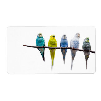 Budgies
