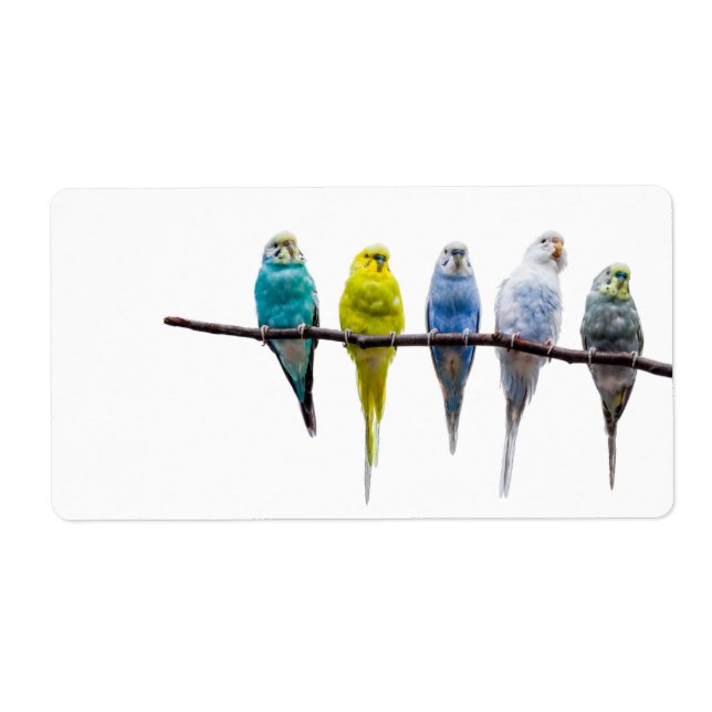 Budgies (Vorne)
