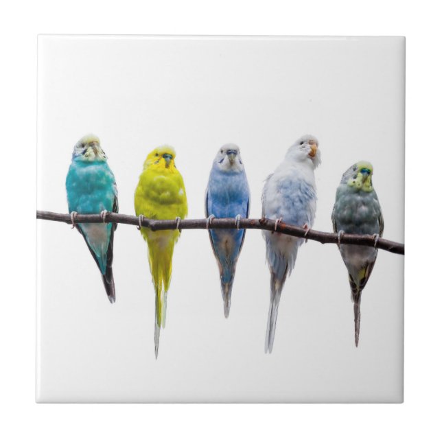 Budgies Fliese (Vorderseite)