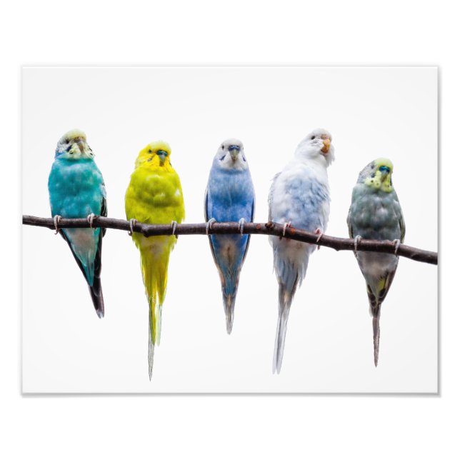 Budgies Fotodruck (Vorne)