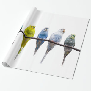 Budgies Geschenkpapier