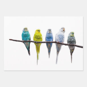 Budgies Geschenkpapier Set