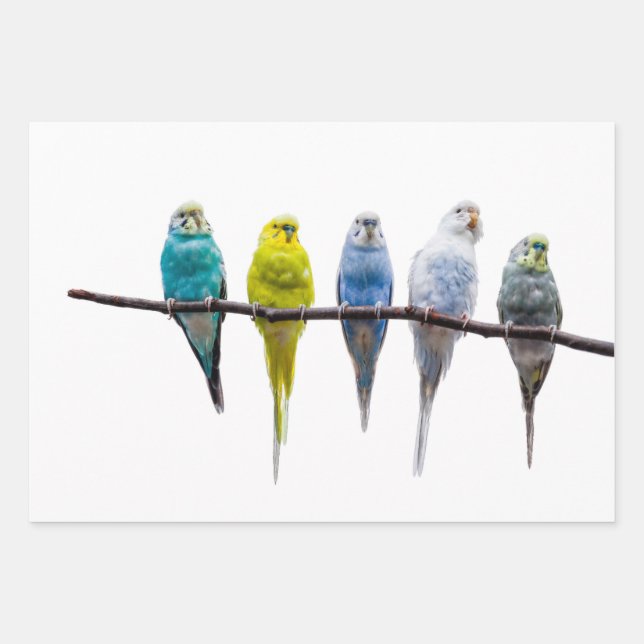 Budgies Geschenkpapier Set (Vorderseite)