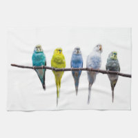 Budgies