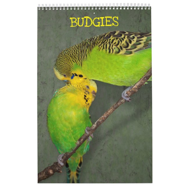 Budgies-Kalender Kalender (Titelbild)