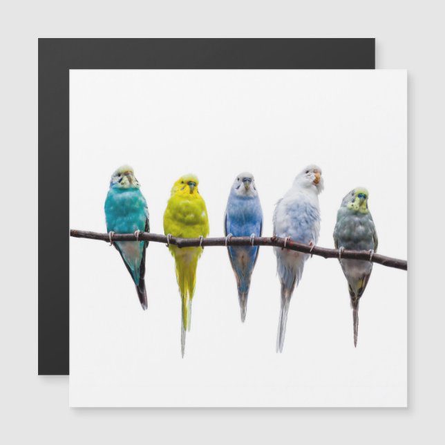Budgies Magnetkarte (Vorne/Hinten)