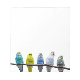 Budgies Notizblock