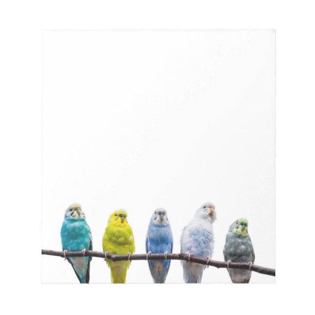 Budgies Notizblock (Vorderseite)