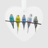 Budgies