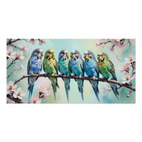 Budgies