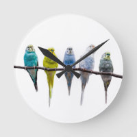 Budgies