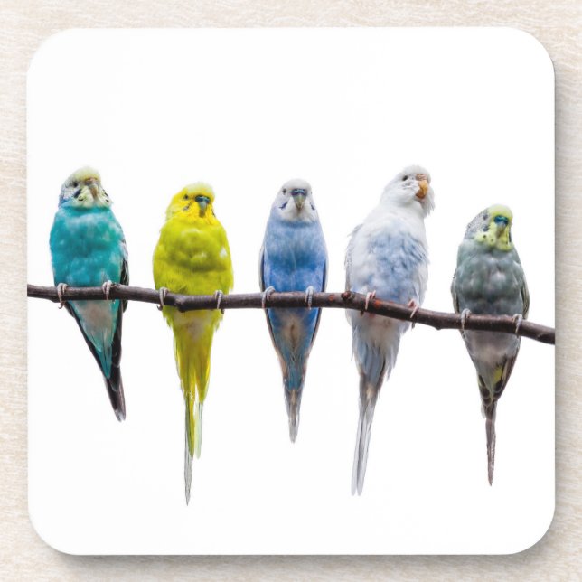 Budgies Untersetzer (Vorderseite)