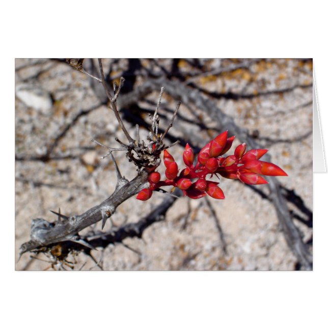 Buds (Vorderseite (Horizontal))