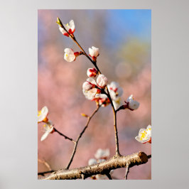 Buds of japan Apricot Blume Poster