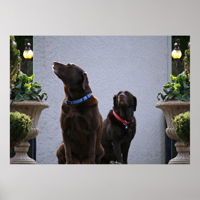 "Buds", Schokolade-Labrador Poster (Vorne)