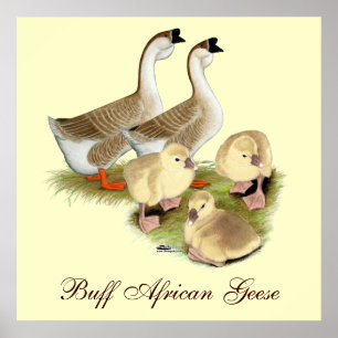 Buff African Goose Family Poster