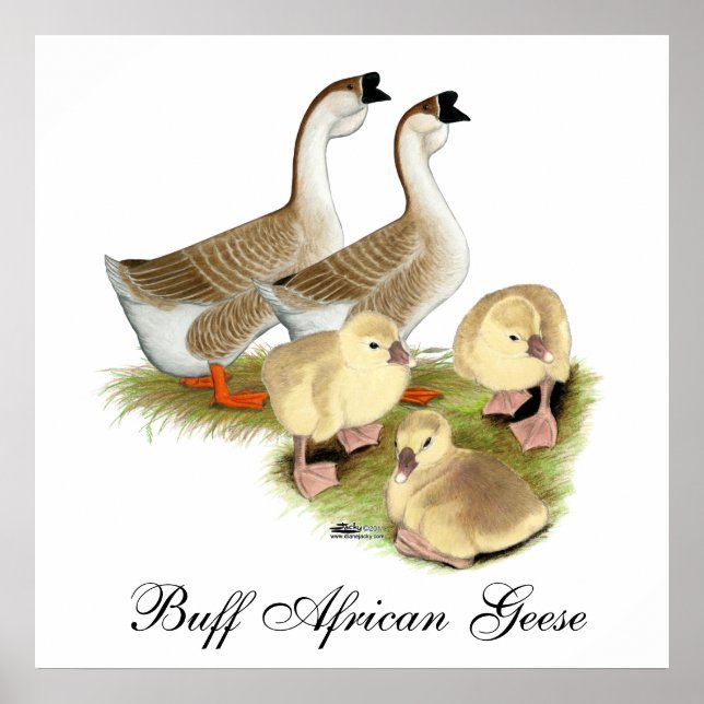 Buff African Goose Family Poster (Vorne)