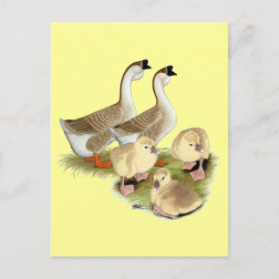 Buff African Goose Family Postkarte