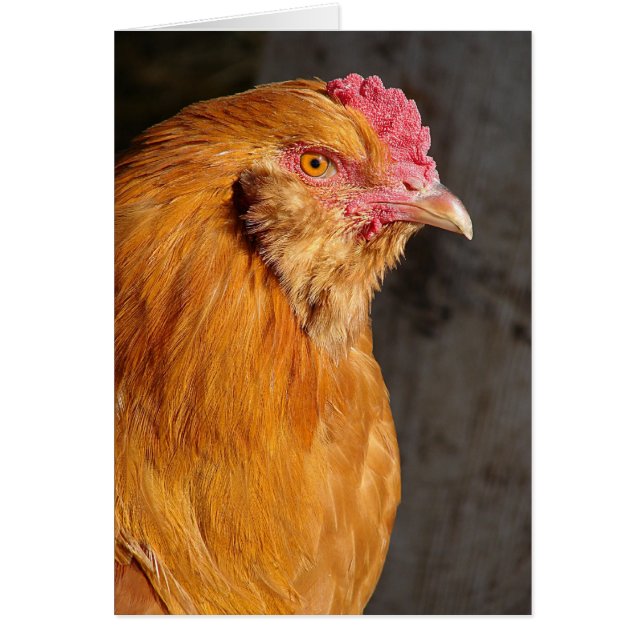 Buff Ameraucana Rooster Jedes Anlasses (Vorne)