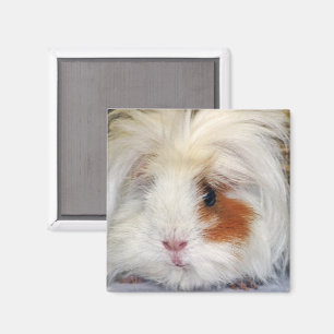 Buff and White, Lunkarya Guinea Schweinegesicht ge Magnet