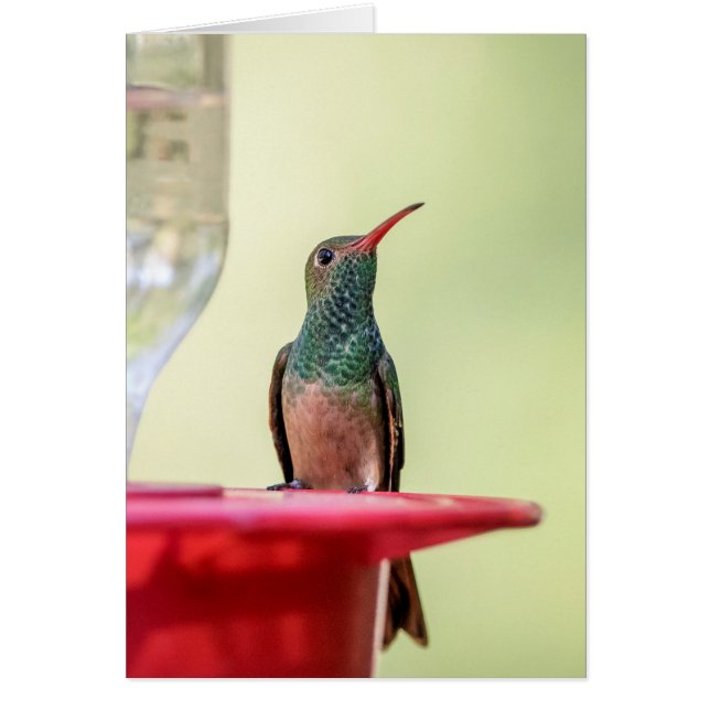 Buff-Bummingbird in Texas (Vorne)