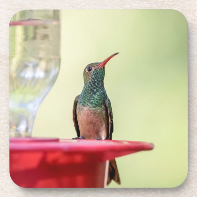 Buff-Bummingbird in Texas Getränkeuntersetzer (Vorderseite)