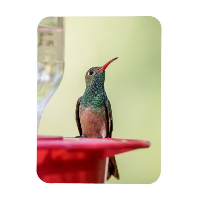 Buff-Bummingbird in Texas Magnet (Vertikal)