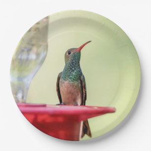 Buff-Bummingbird in Texas Pappteller
