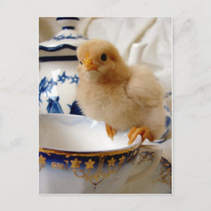 Buff Chick at Tee Postkarte