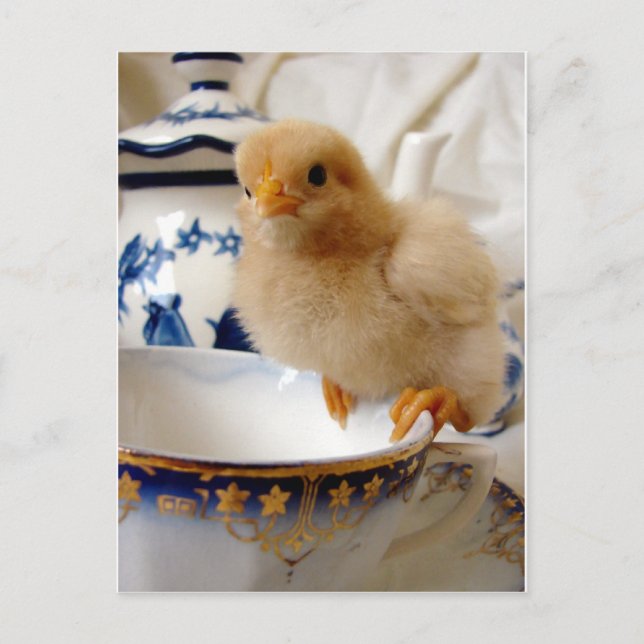 Buff Chick at Tee Postkarte (Vorderseite)