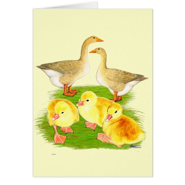 Buff Goose Family (Vorne)