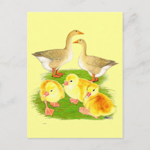 Buff Goose Family Postkarte
