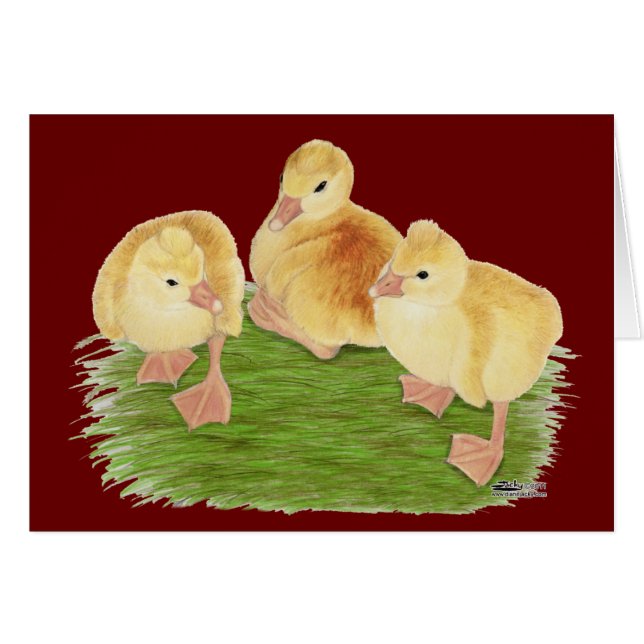 Buff Goslings Tufted (Vorderseite (Horizontal))