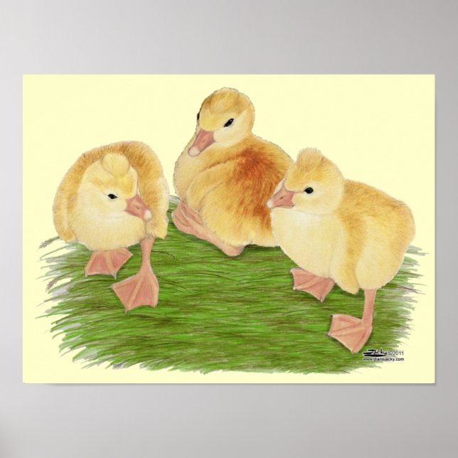 Buff Goslings Tufted Poster (Vorne)