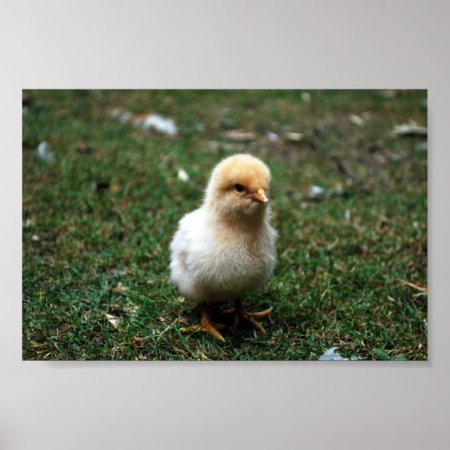 Buff Orpington Chick Poster (Vorne)