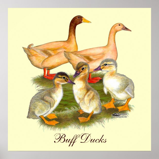 Buff Orpington Duck Family Poster (Vorne)