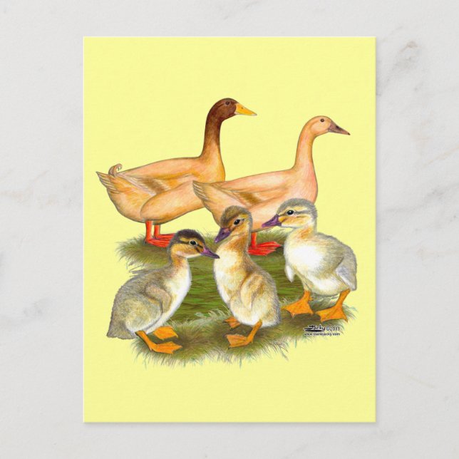 Buff Orpington Duck Family Postkarte (Vorderseite)