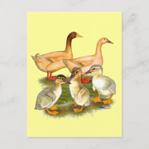 Buff Orpington Entenfamilie Postkarte