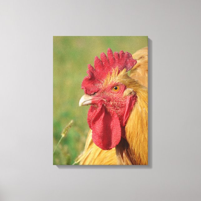 Buff Orpington Rooster Canvas Print Leinwanddruck (Vorderseite)