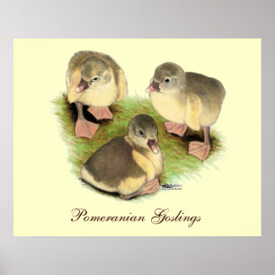Buff Pomeranian Gänseküken Poster