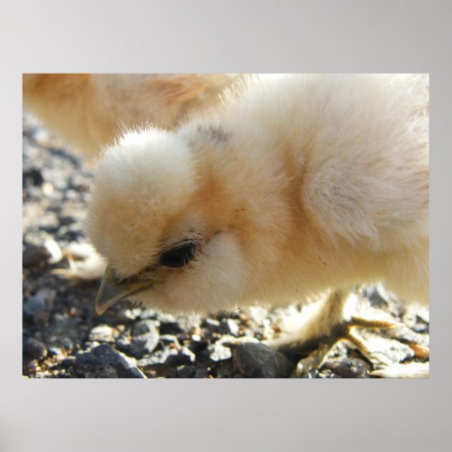 Buff Silkie Chicken Chick Poster (Vorne)