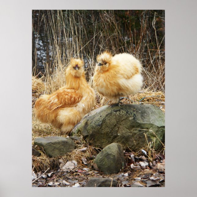 Buff Silkie Chickens Stehendes Poster (Vorne)
