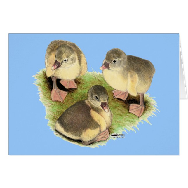Buff Spitz Goslings (Vorderseite (Horizontal))