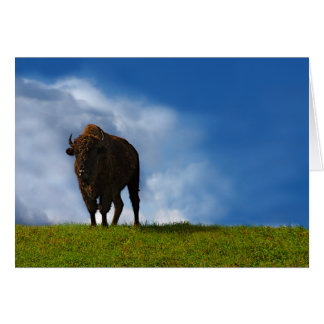Buffalo