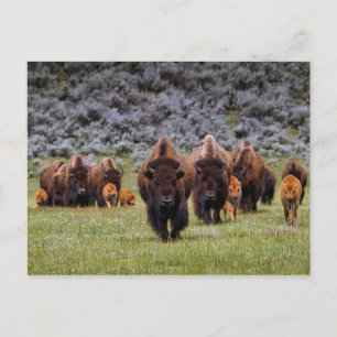 Buffalo 2 Postkarte