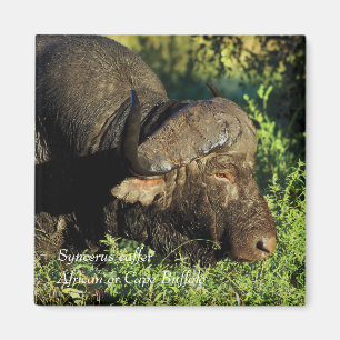 Buffalo African Syncerus caffer Magnet