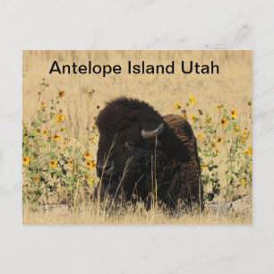 Buffalo auf der Insel Antelope in Utah Postcard Postkarte