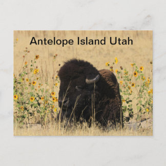 Buffalo auf der Insel Antelope in Utah Postcard Postkarte